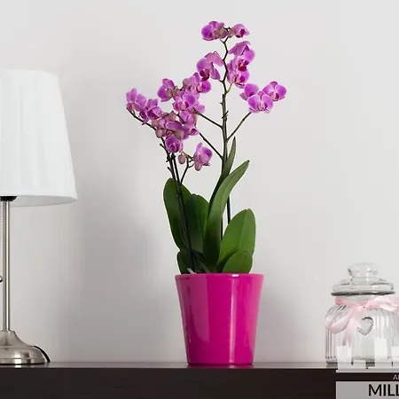 Jm Millennium Union *